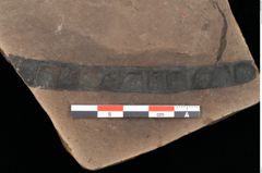 Foto (Detailansicht) von Plantae indet. (NHMW-GEO-2024-0188-0288a)